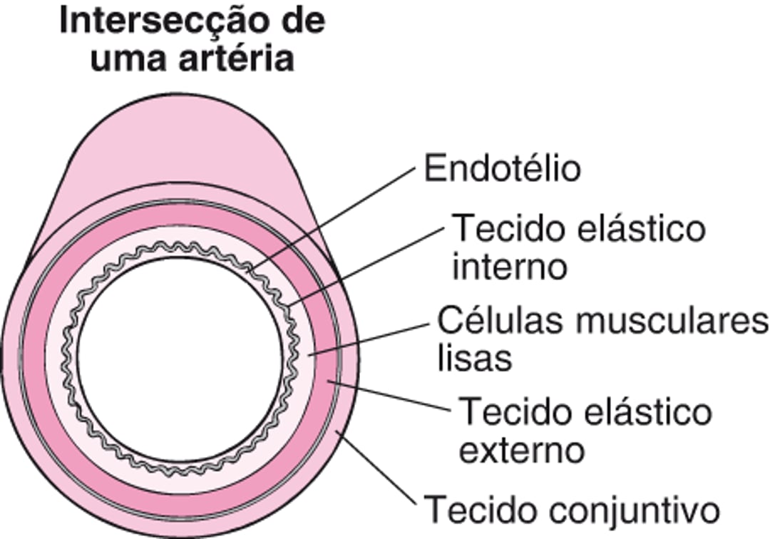 Como a aterosclerose se desenvolve