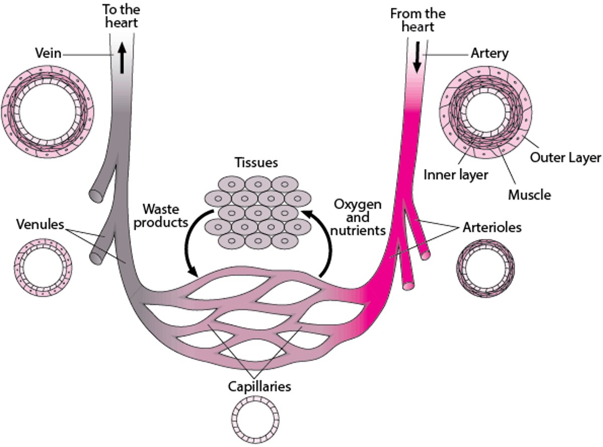 Blood Vessels: Circulating the Blood