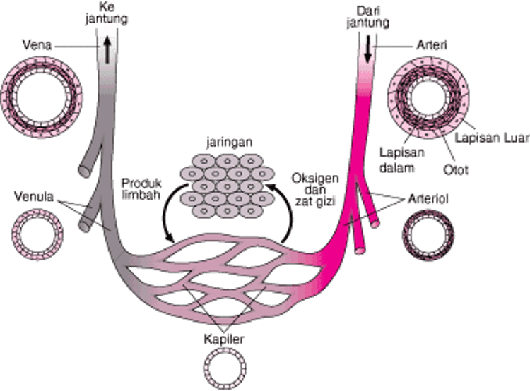 Pembuluh Darah: Mengalirkan Darah