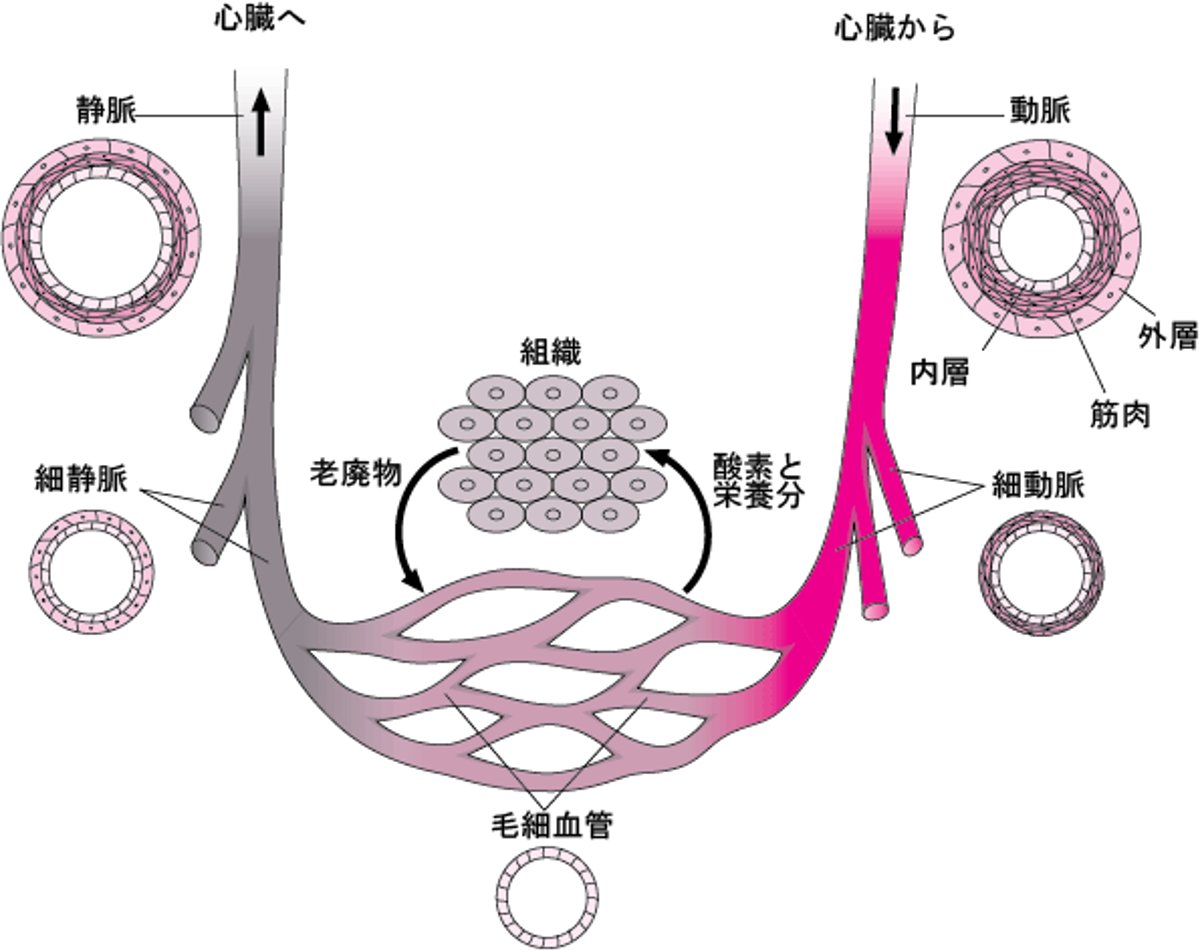 <ruby >血管<rt >けっかん</rt></ruby>：<ruby >血液<rt >けつえき</rt></ruby>の<ruby >流<rt >なが</rt></ruby>れ<ruby >方<rt >かた</rt></ruby>