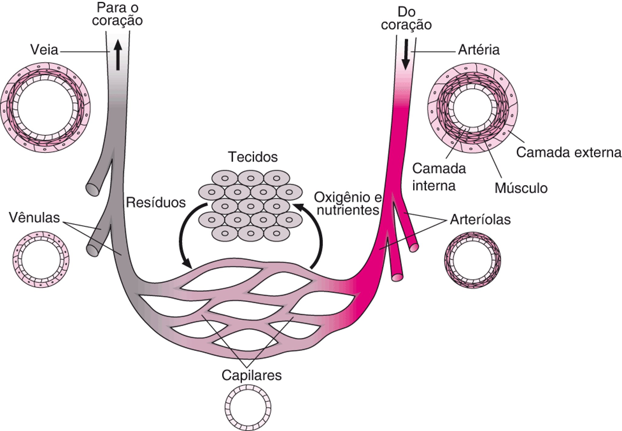 Vasos sanguíneos: Circulação sanguínea