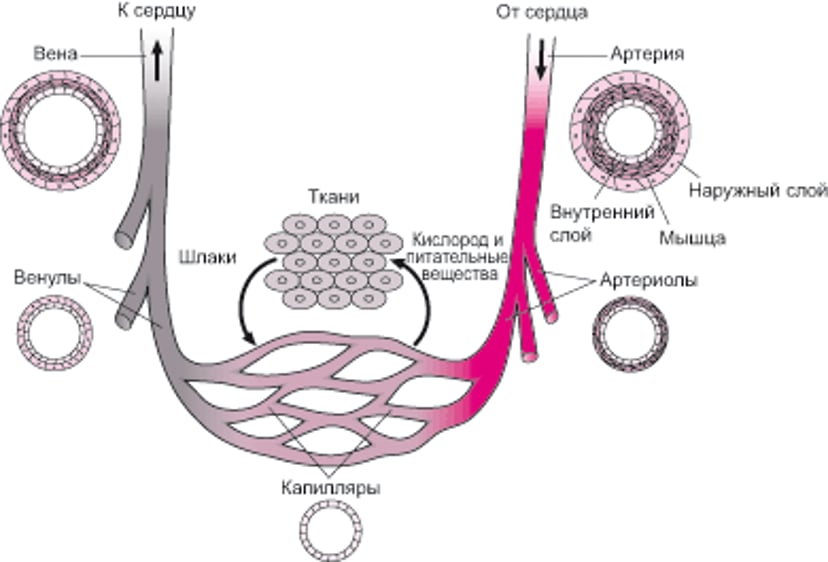 Кровеносные сосуды: Циркуляция крови