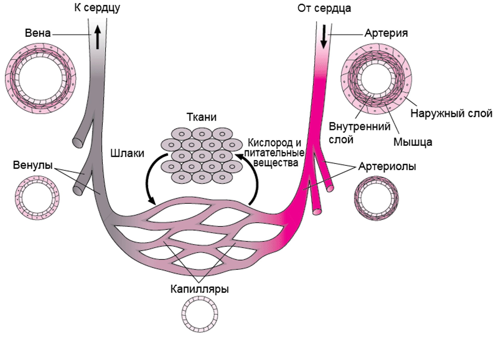Кровеносные сосуды: Циркуляция крови