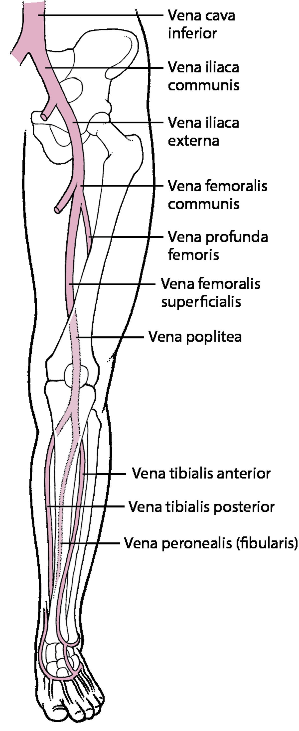 Die tiefen Beinvenen