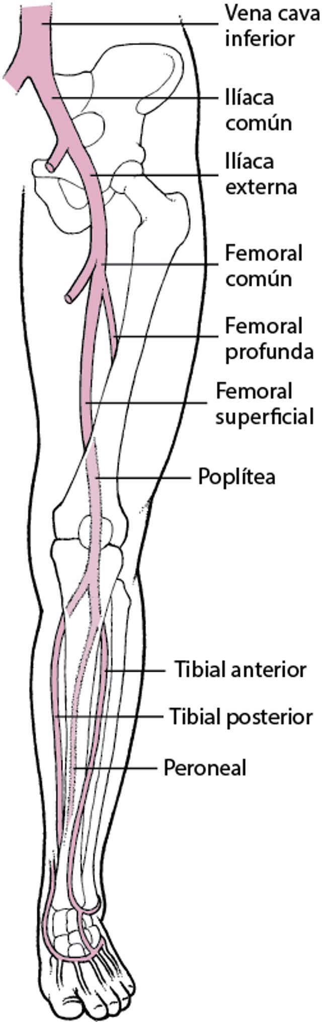 Venas profundas de las piernas