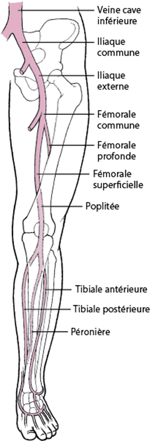 Veines profondes des jambes