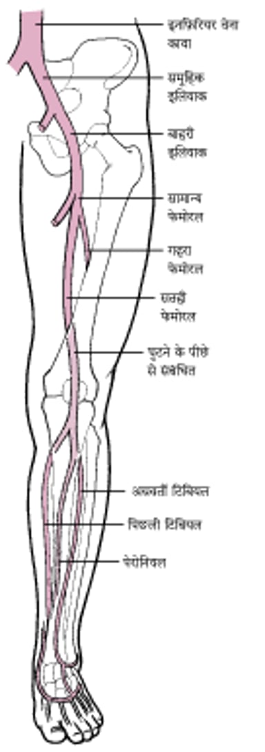 पैरों की गहरी शिराएं
