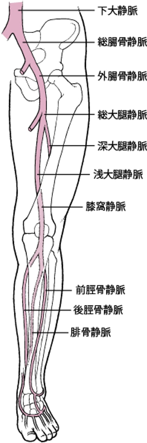 脚の深部静脈