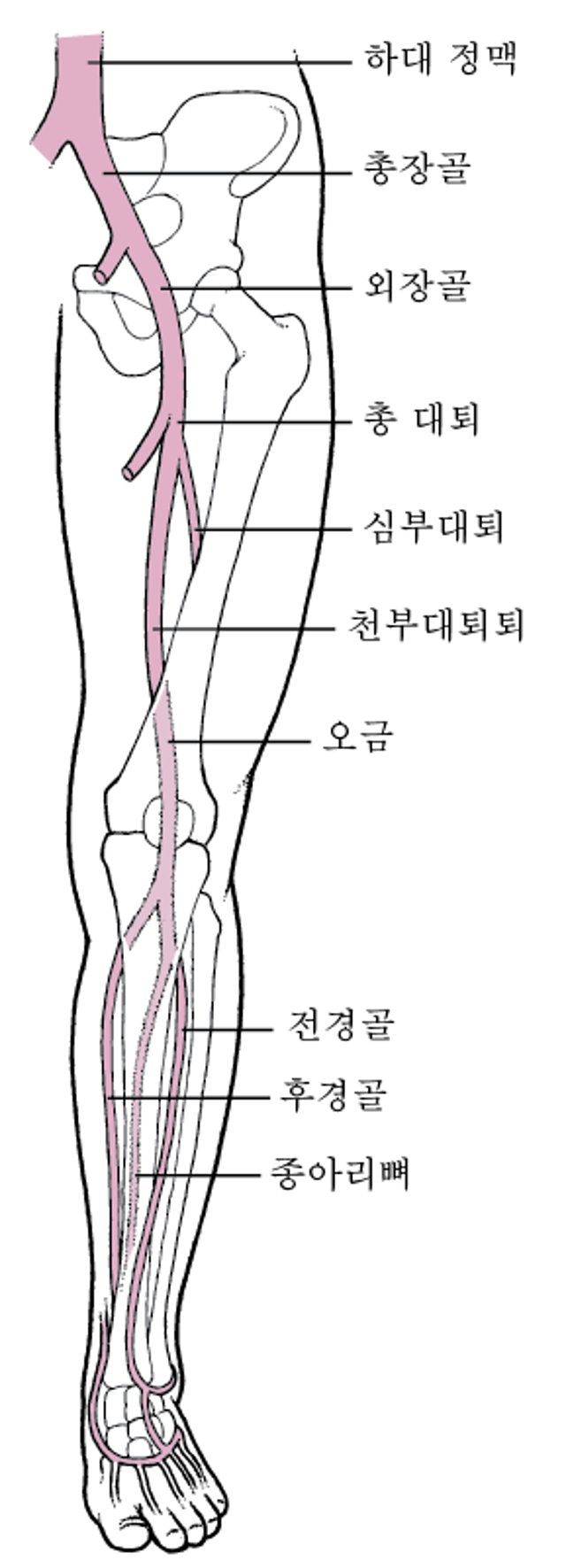 다리의 심부정맥