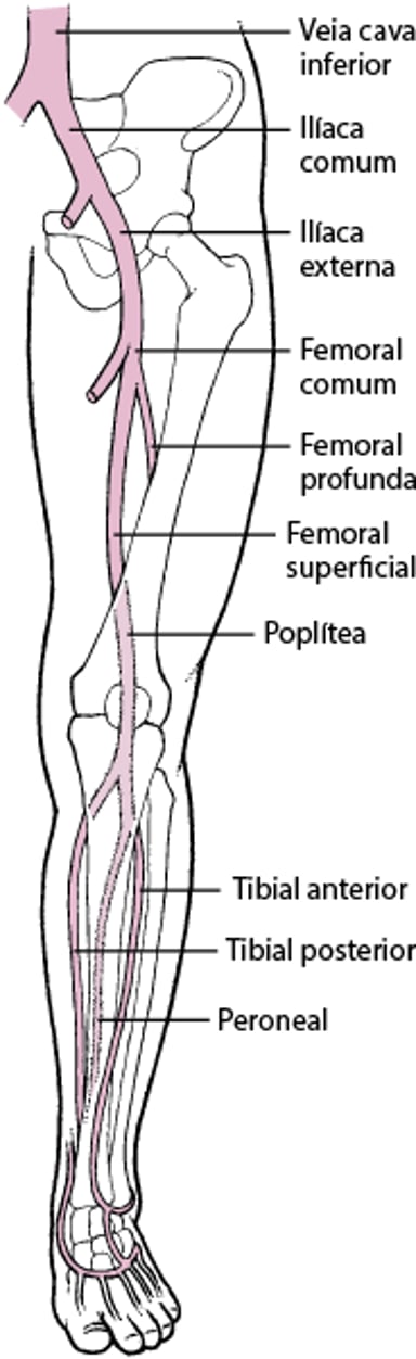 Veias profundas das pernas