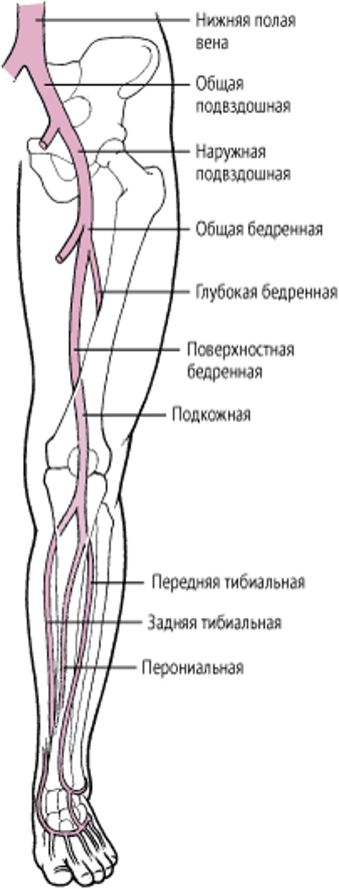 Глубокие вены ног