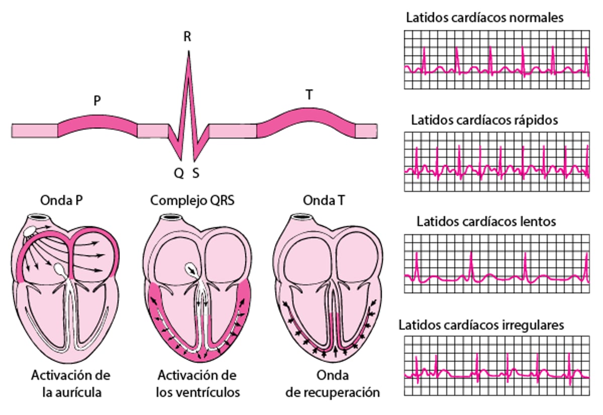 ECG: lectura de las ondas