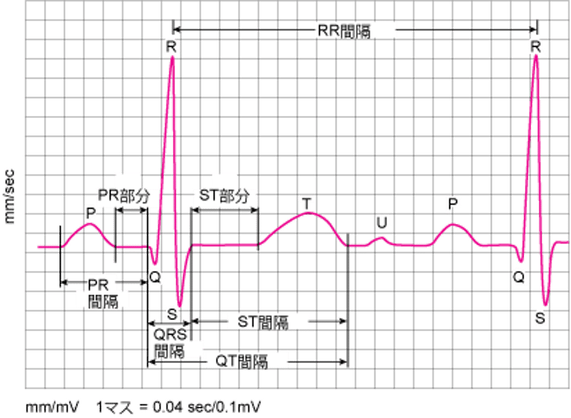 心電図：波形の読み方