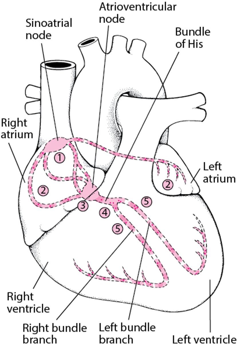 Tracing the Heart’s Electrical Pathway