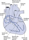 Tracer la voie de conduction cardiaque