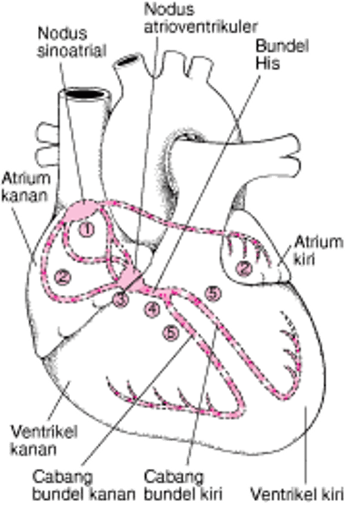 Melacak Jalur Listrik Jantung