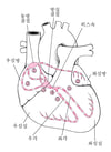 심장의 전기적 경로 추적