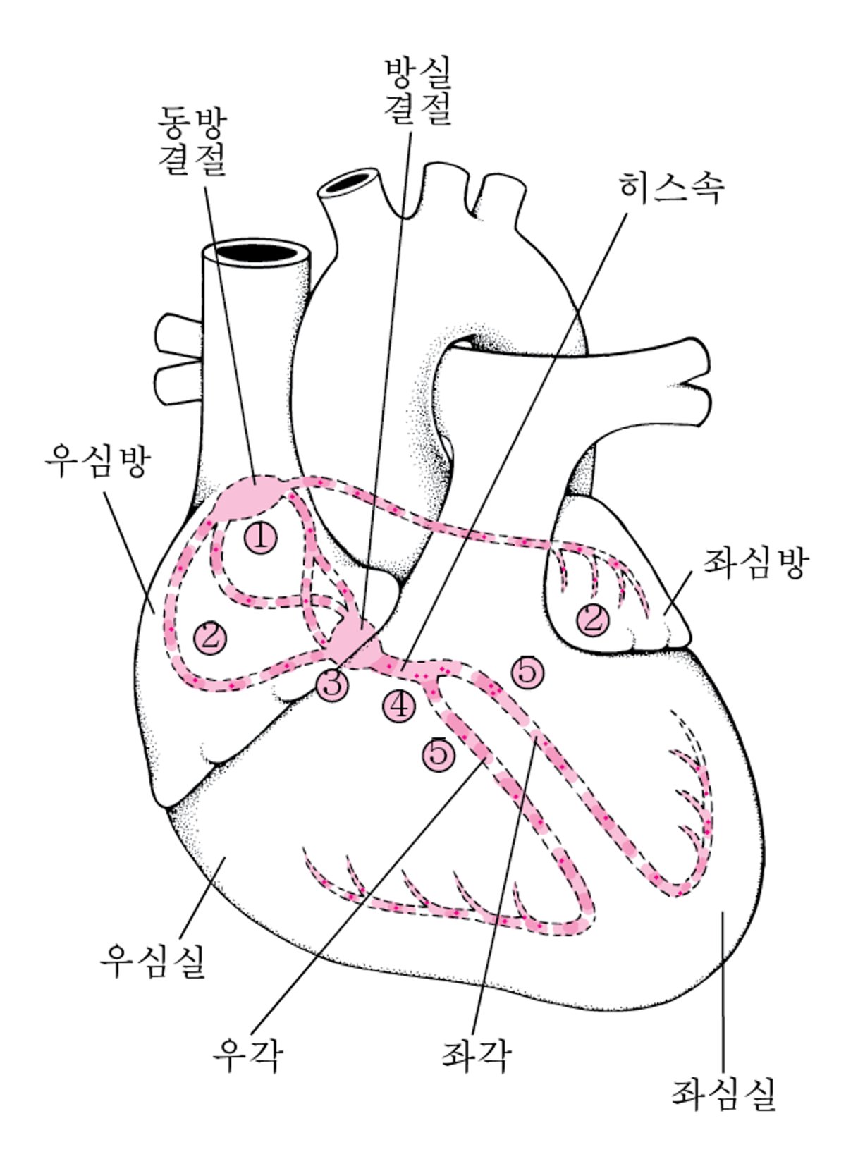 심장의 전기적 경로 추적