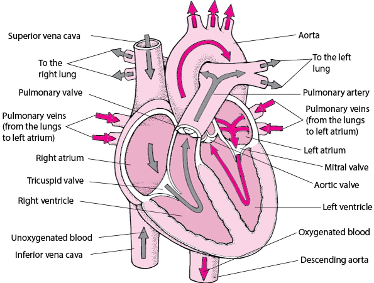 A Look Into the Heart