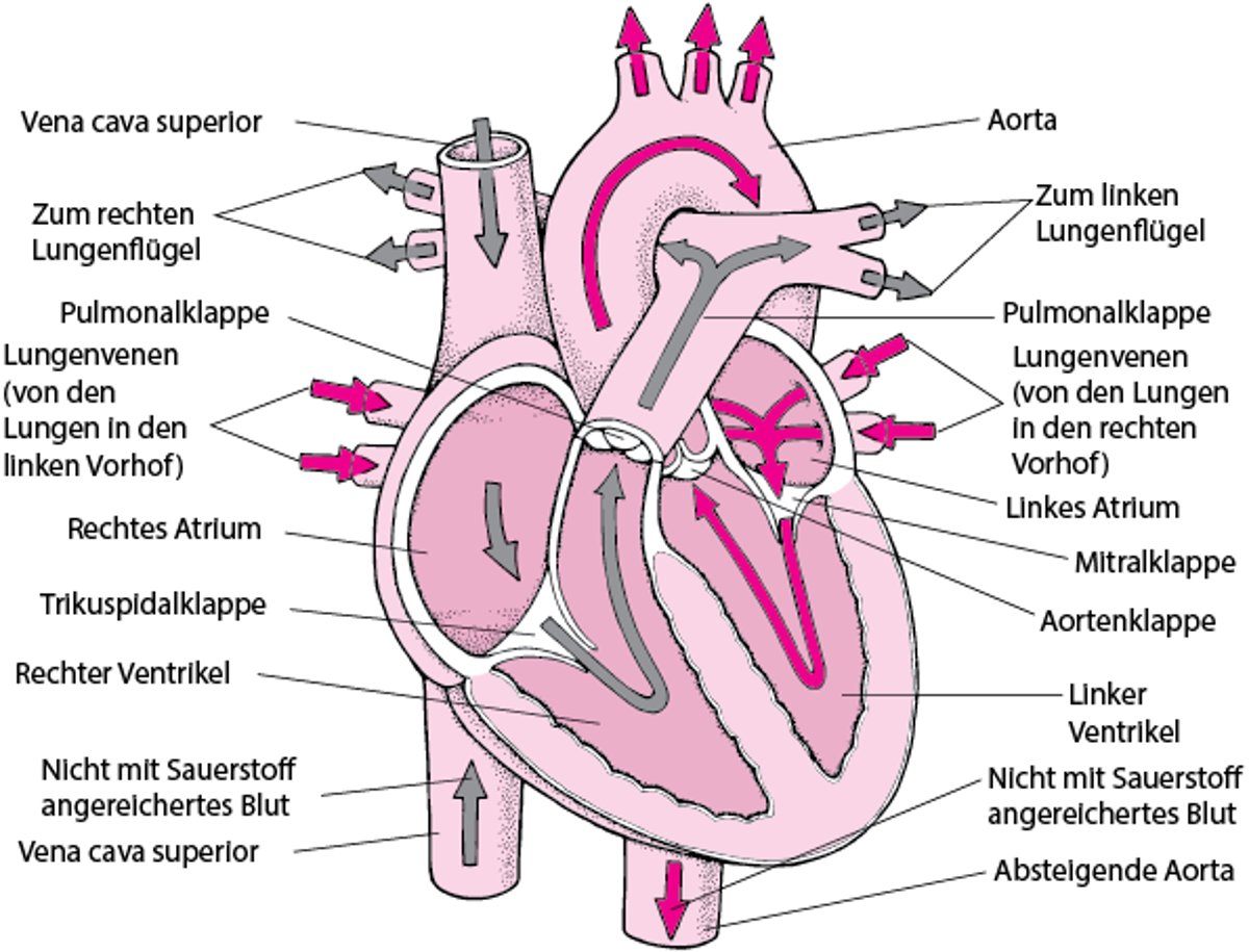 Ein Blick in das Herz