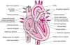 El interior del corazón