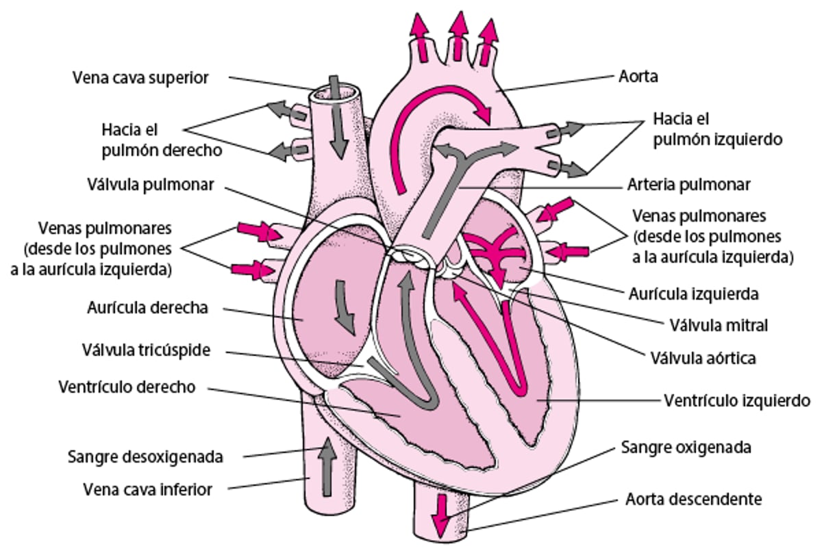 El interior del corazón