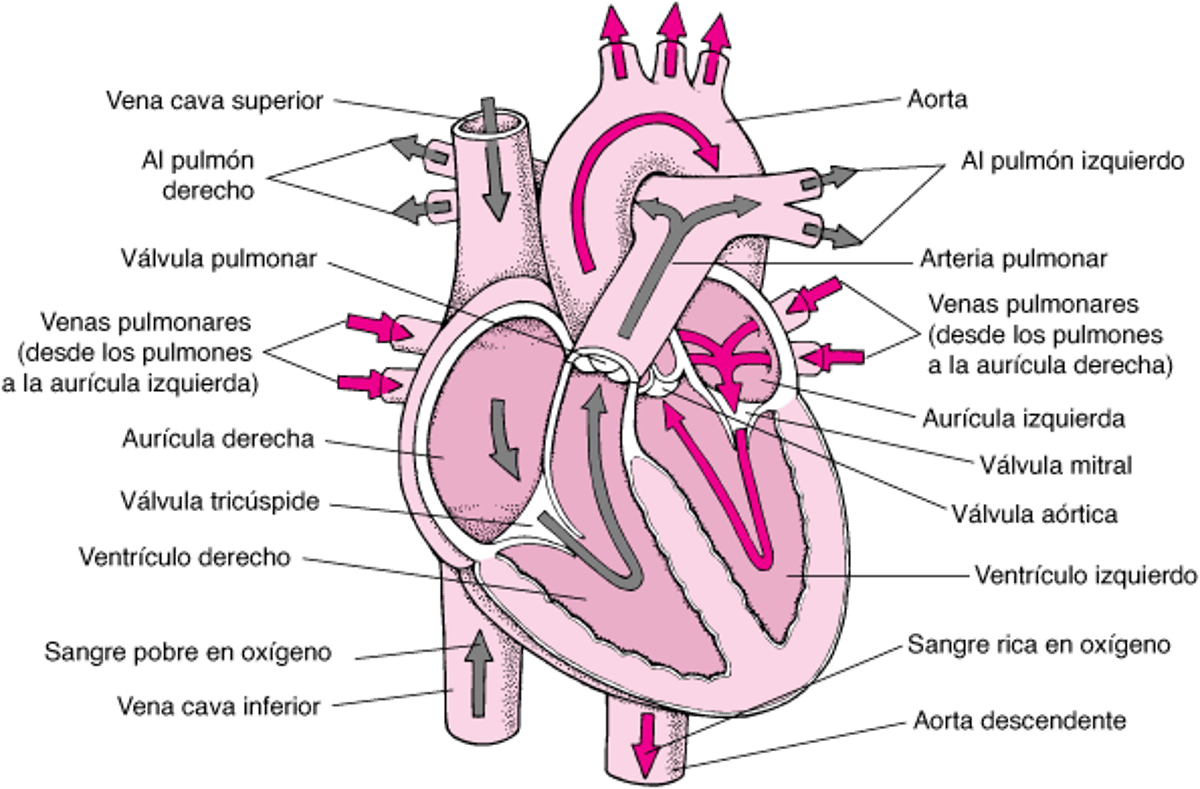 El interior del corazón