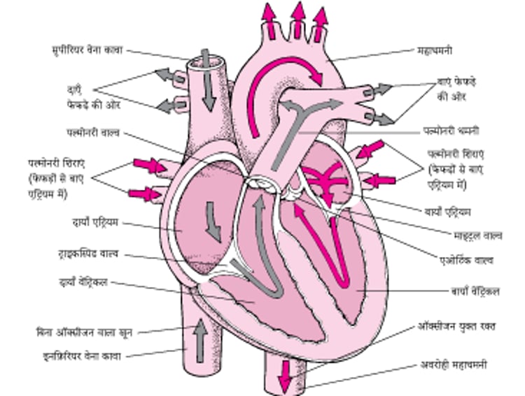 हृदय के अंदर का एक दृश्य