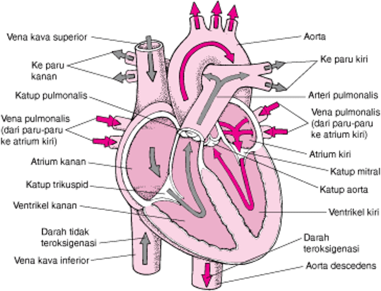 Tinjauan Mendalam tentang Jantung