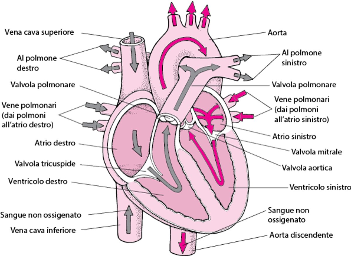 Uno sguardo nel cuore