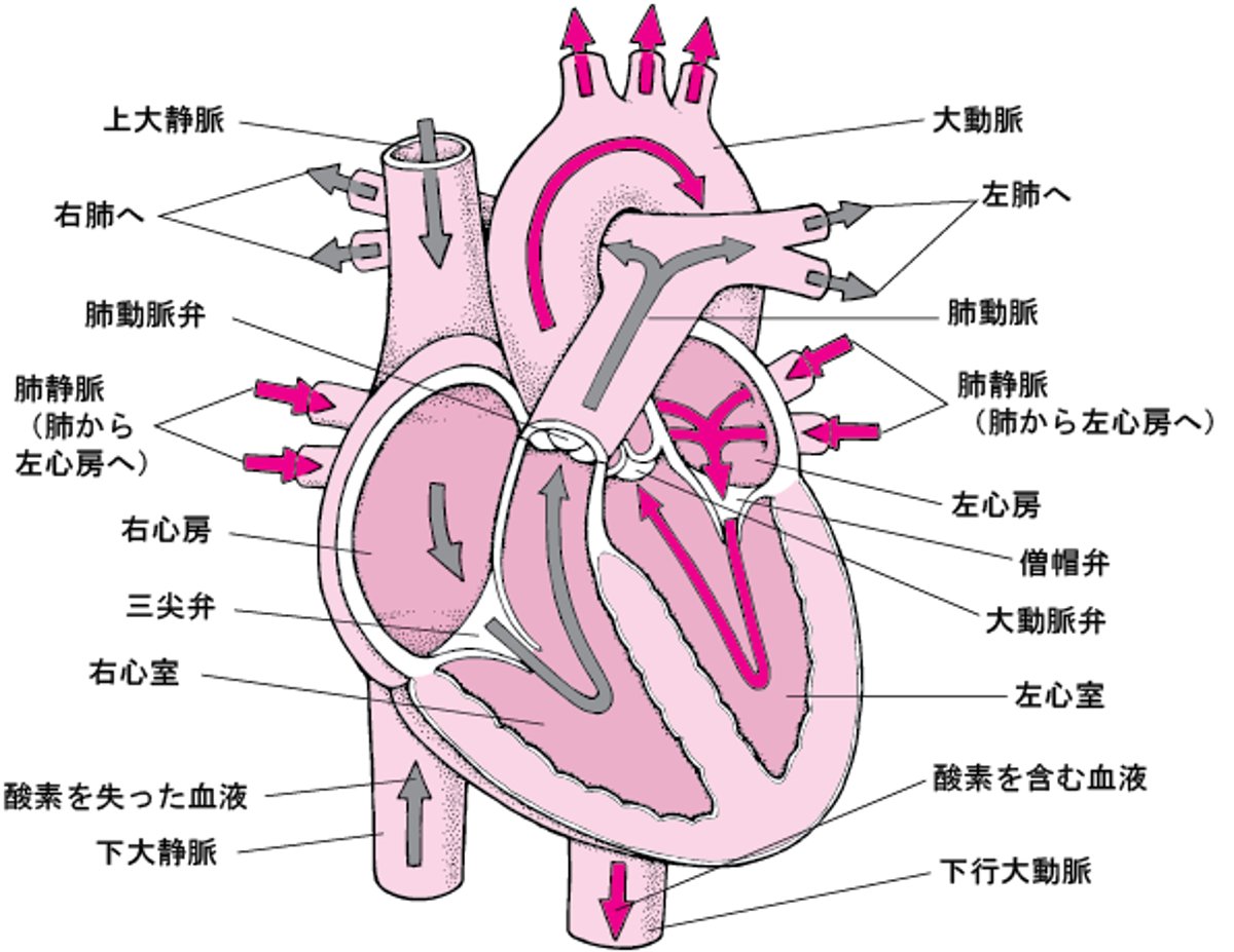 心臓しんぞうの内部ないぶ