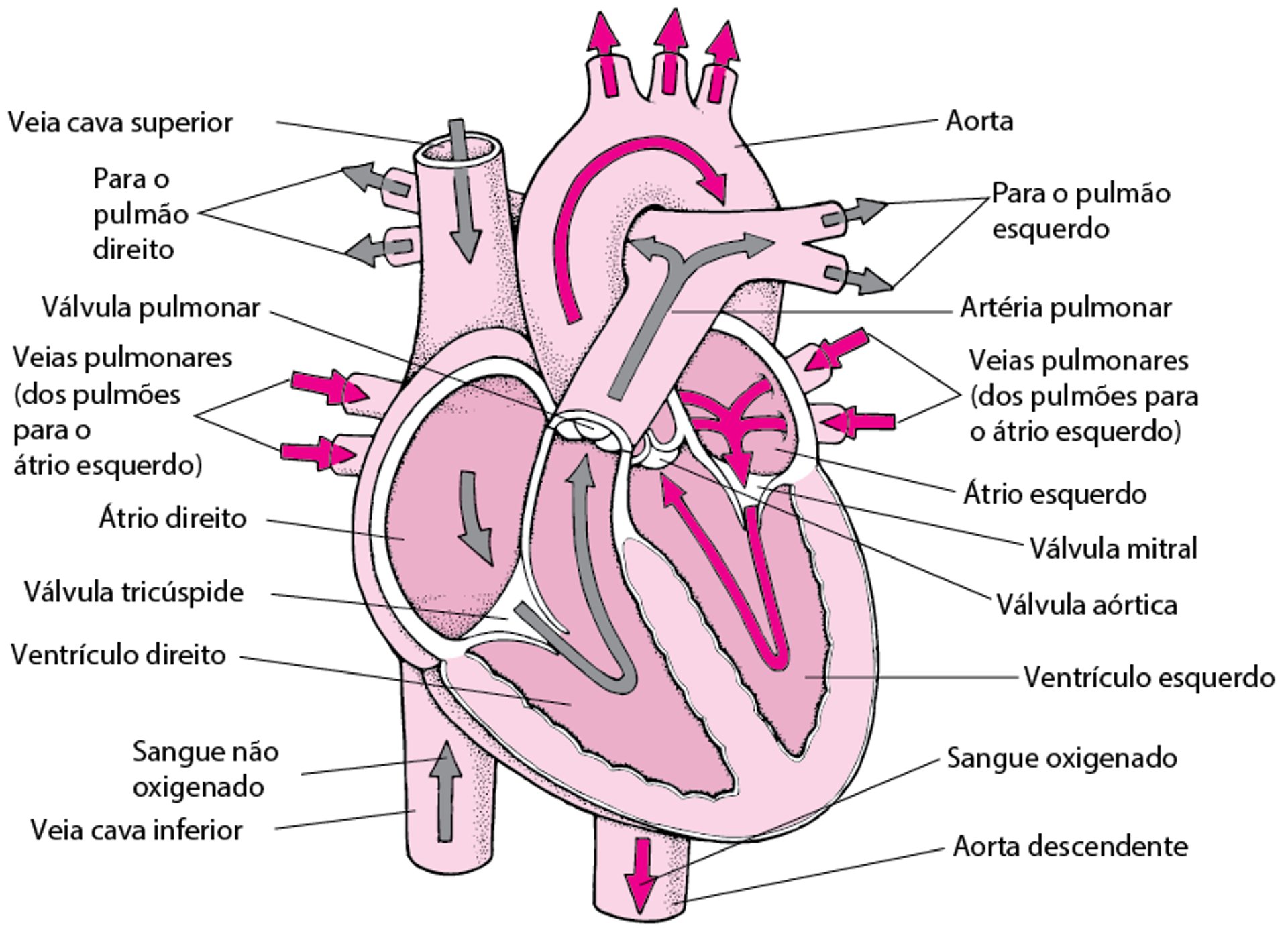 Fatos rápidos:Biologia do coração - Manual MSD Versão Saúde para a Família