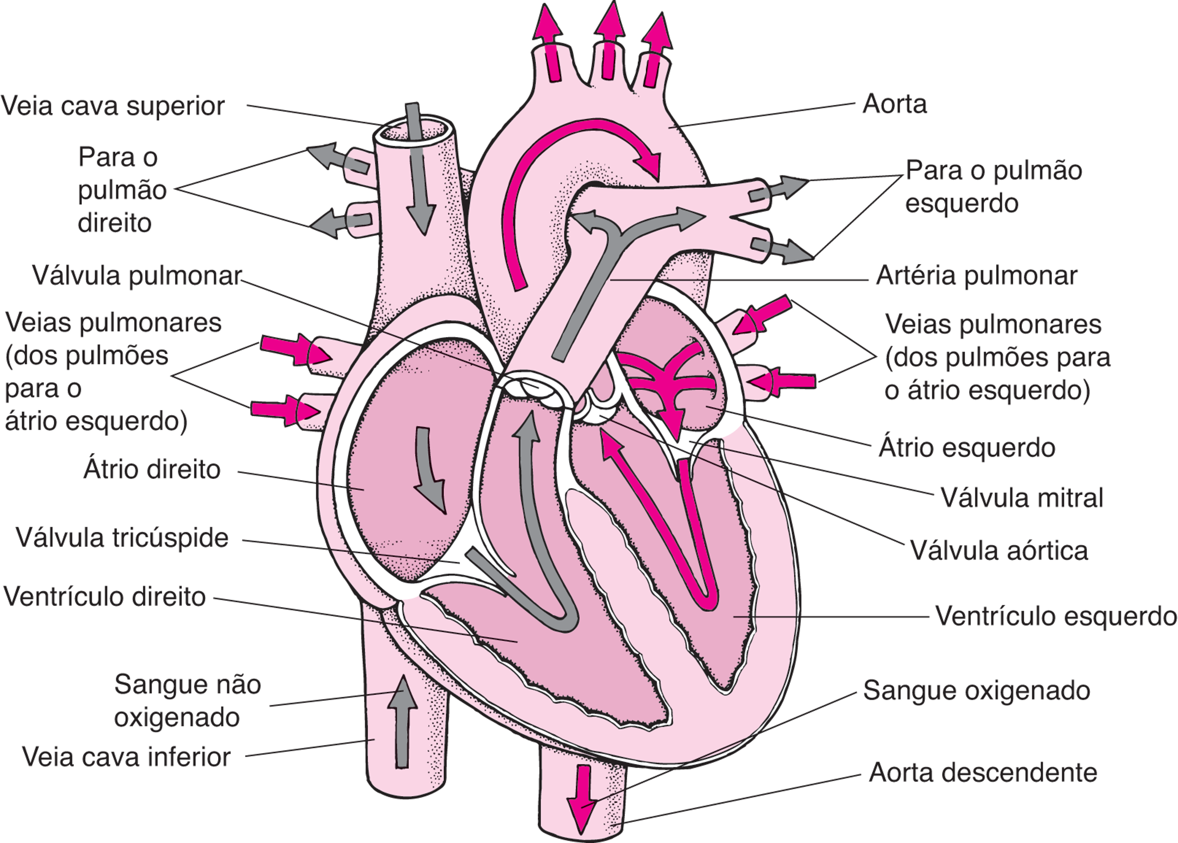 Uma visualização do coração
