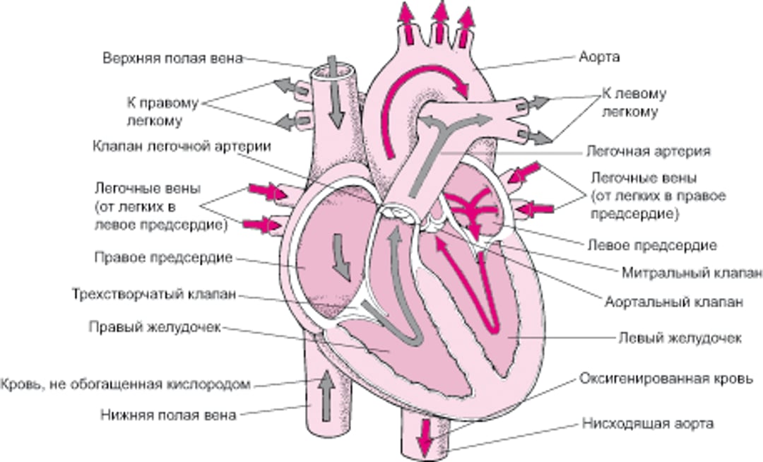 А что там внутри сердца?