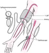 Measuring Blood Pressure