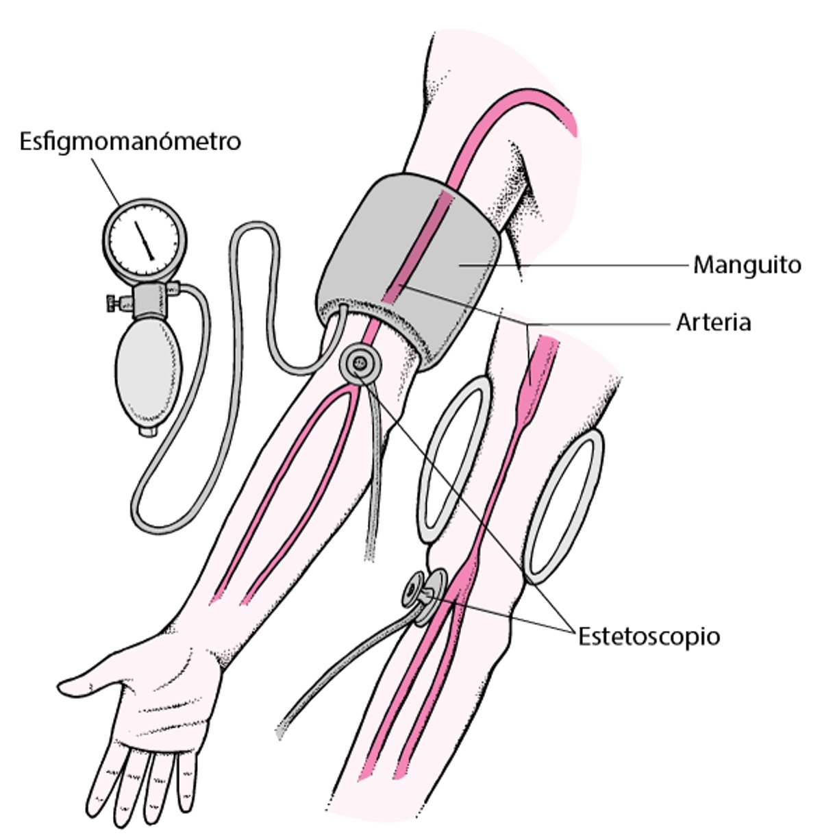 Medición de la presión arterial