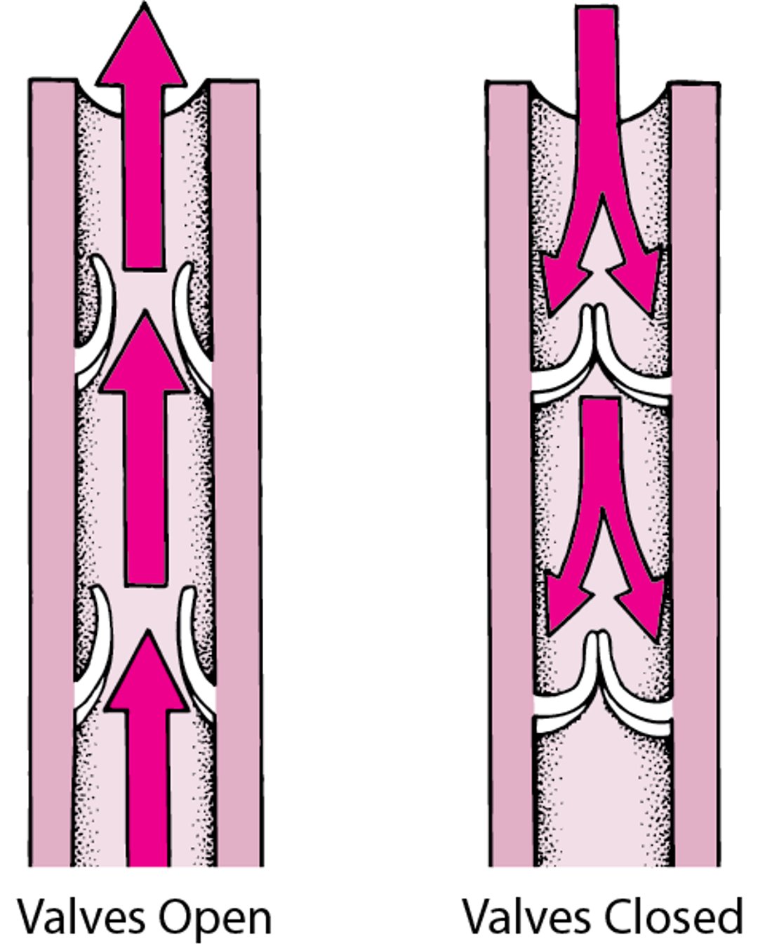 One-Way Valves in the Veins