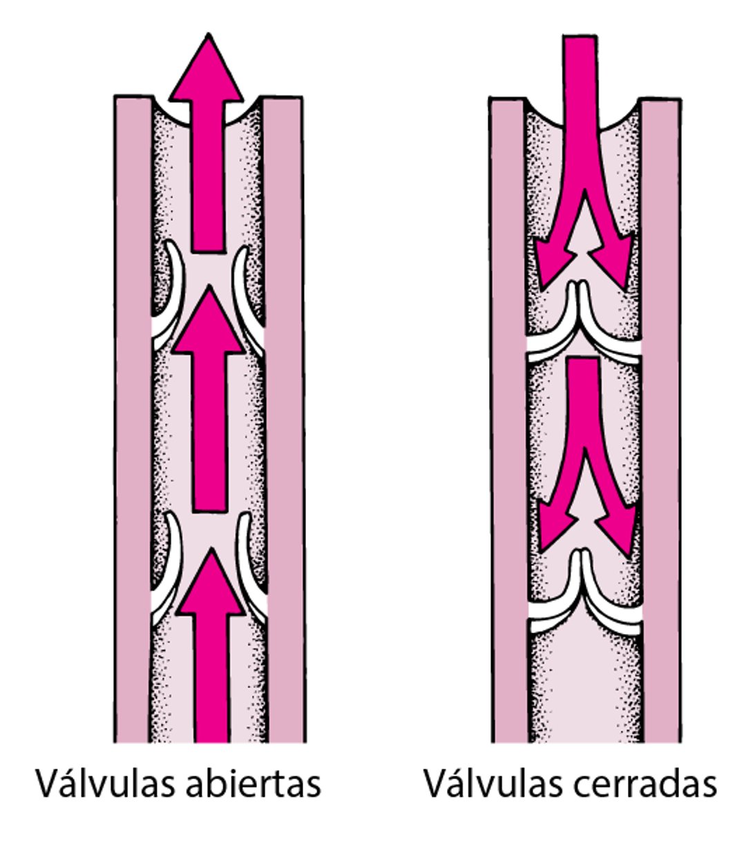 Válvulas venosas de sentido único