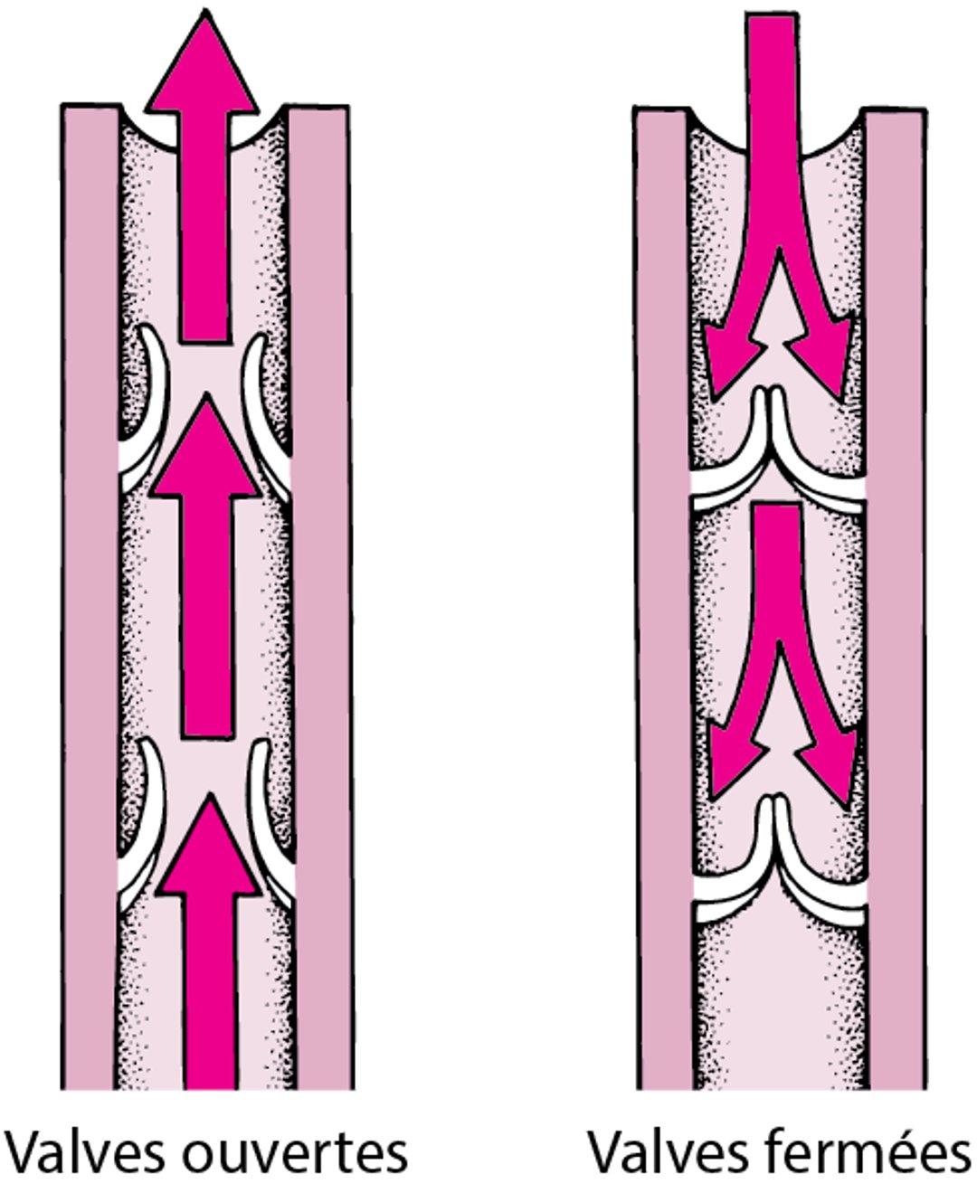 Valvules unidirectionnelles des veines