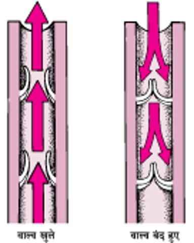 शिराओं के एक-तरफा वाल्व