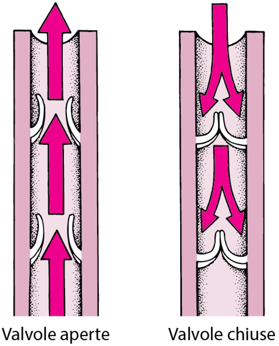 Valvole venose unidirezionali