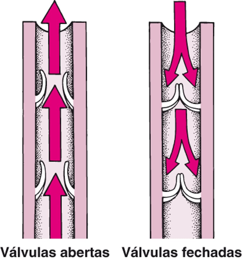 Válvulas de sentido único nas veias