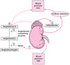 Regulating Blood Pressure: The Renin-Angiotensin-Aldosterone System