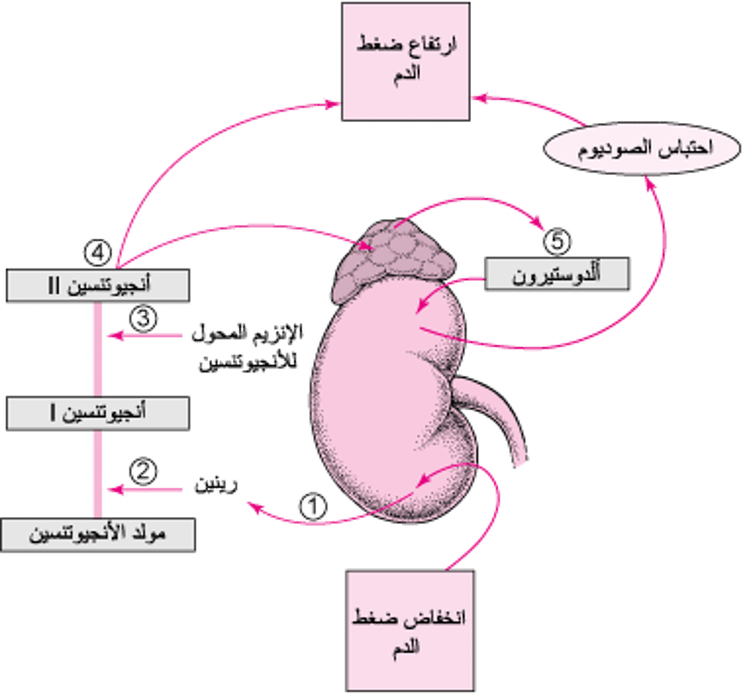 تنظيم ضغط الدم: جملة الرينين - أنجيوتنسين - ألدوستيرون