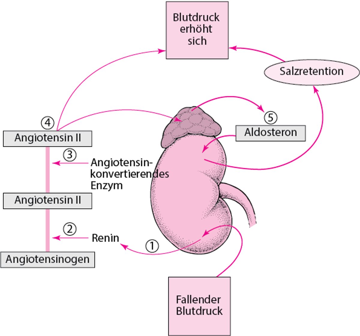 Regulation des Blutdrucks: Das Renin-Angiotensin-Aldosteron-System