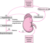 Regulación de la presión arterial: sistema renina-angiotensina-aldosterona