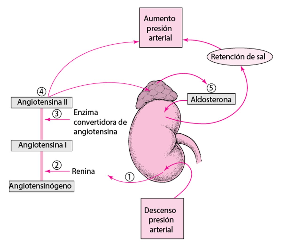 Regulación de la presión arterial: sistema renina-angiotensina-aldosterona