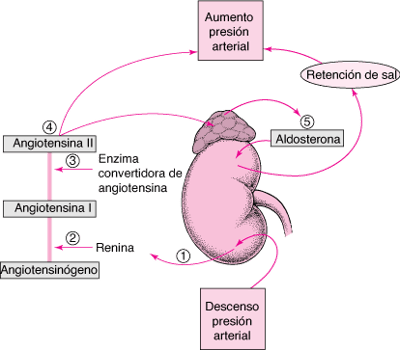 Regulación de la presión arterial: sistema renina-angiotensina-aldosterona