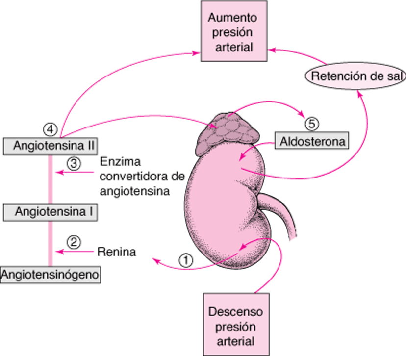 Regulación de la presión arterial: sistema renina-angiotensina-aldosterona