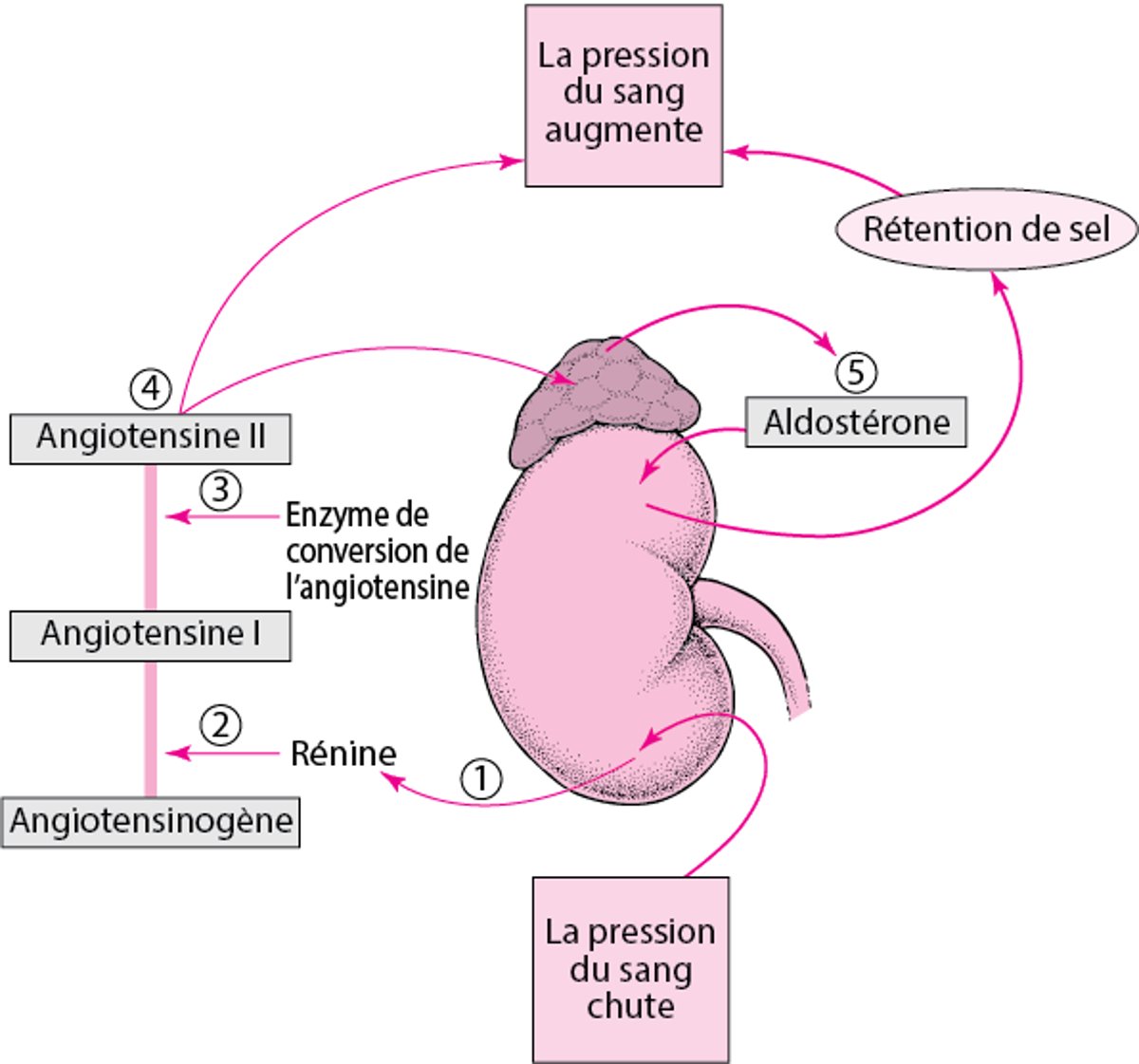 Régulation de la pression artérielle : Le système rénine-angiotensine-aldostérone